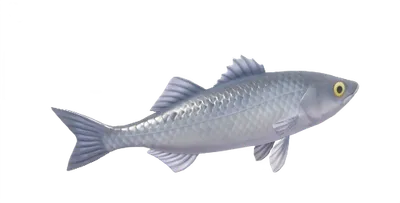Robalo