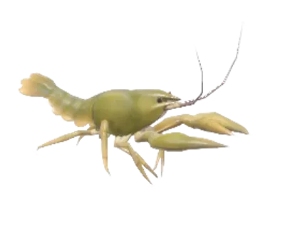 Lagostim Nórdico