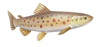 Truta