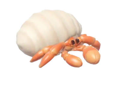 Hermit Crab | Wiki: Heartopia
