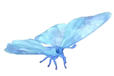 Morpho-pérola Cristalino