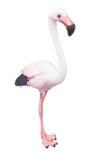 Flamingo-grande