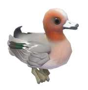 Pato-pescoço-vermelho
