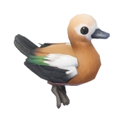 Pato-ferrugíneo