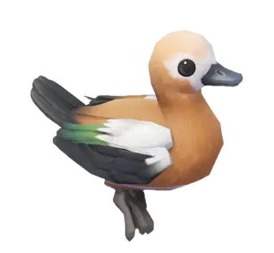 Pato-ferrugíneo