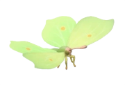 Borboleta-limão