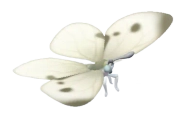 Borboleta-da-couve