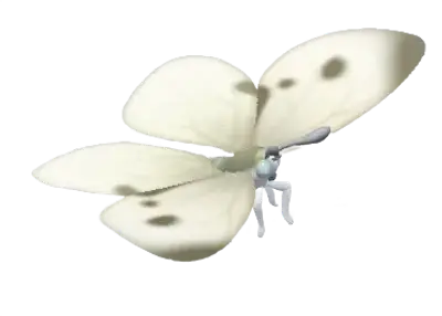Borboleta-da-couve