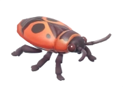 Percevejo Carmesim