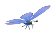 Borboleta Azul-cinza