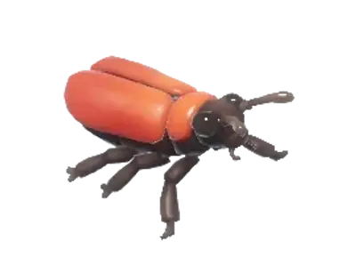 Besouro Cardinal