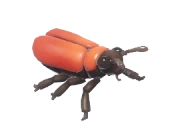 Besouro Cardinal