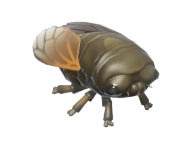 Cigarra