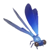 Donzelinha-azul