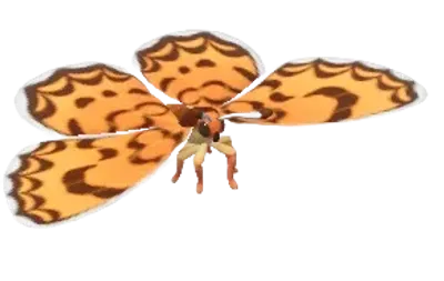 Borboleta-oncinha