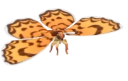 Borboleta-oncinha
