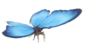 Morpho Azul