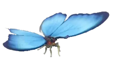 Morpho Azul
