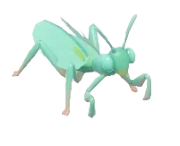 Hierodula