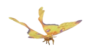 Mariposa Cometa
