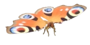 Borboleta-pavão