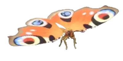 Borboleta-pavão