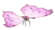 Borboleta-madre-pérola