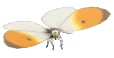 Borboleta-de-ponta-laranja
