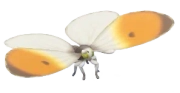 Borboleta-de-ponta-laranja