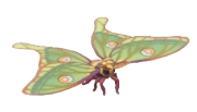 Mariposa Isabella