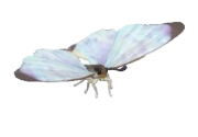 Morpho-pérola