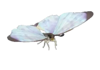 Morpho-pérola