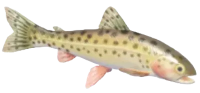Salmão-rei