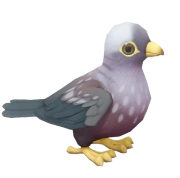 Pombo-de-olho-amarelo