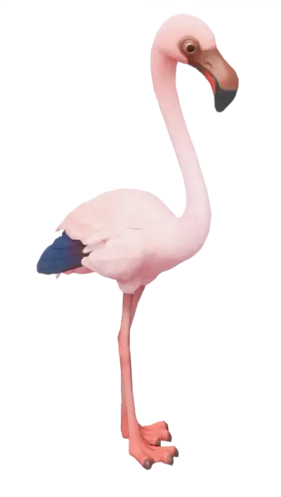 Flaminguinho