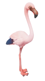 Flaminguinho
