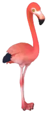 Flamingo-americano