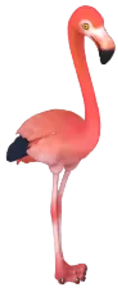 Flamingo-americano