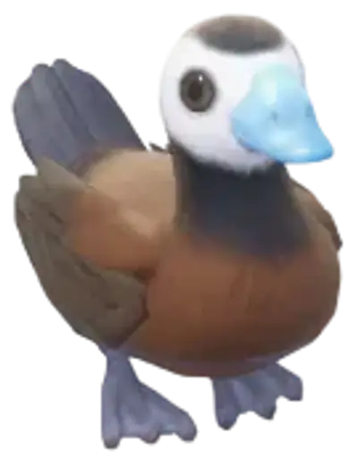 Pato-de-rabo-alçado