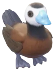Pato-de-rabo-alçado