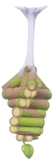 Bicho-do-cesto Espiral