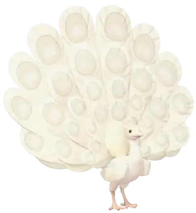 Pavão-branco