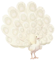 Pavão-branco