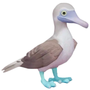Patola-de-pés-azuis