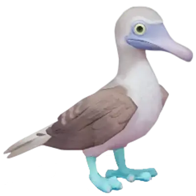 Patola-de-pés-azuis