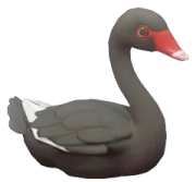Cisne-negro