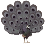 Pavão-negro