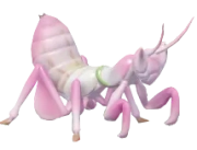Louva-a-deus-orquídea