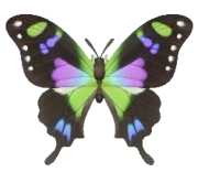 Graphium-rosa