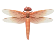 Libélula Vermelha